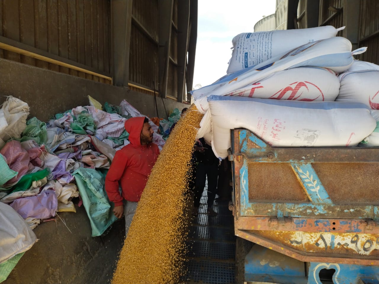 قمح القليوبية قمح القليوبية