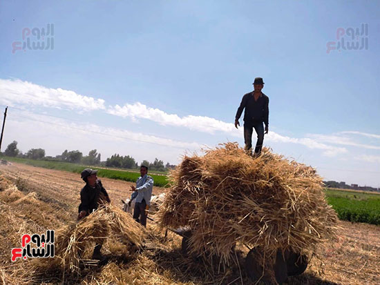 تحميل-القمح-بالمزارع