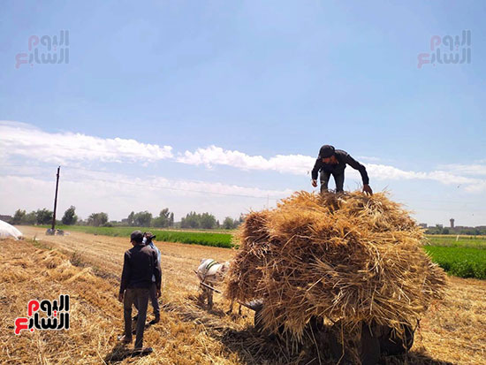عمال-دريس-القمح