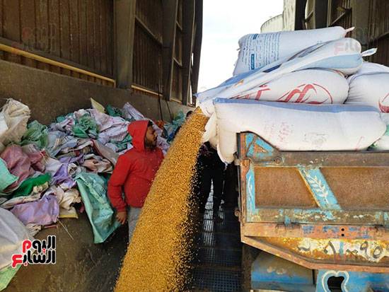 قمح-القليوبية