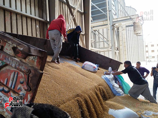 تنزيل-القمح