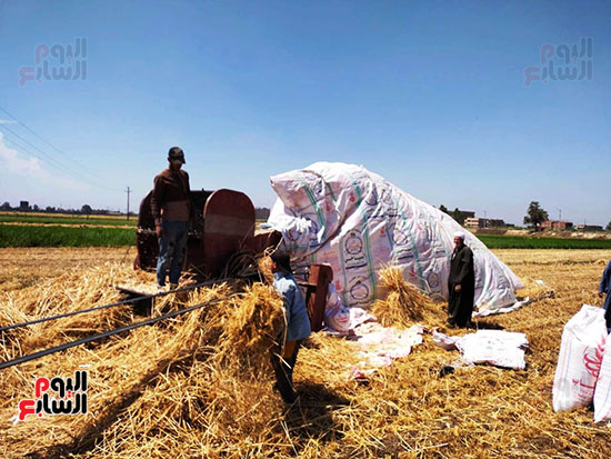 الدريس-للقمح
