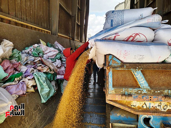 القمح-في-الصوامع