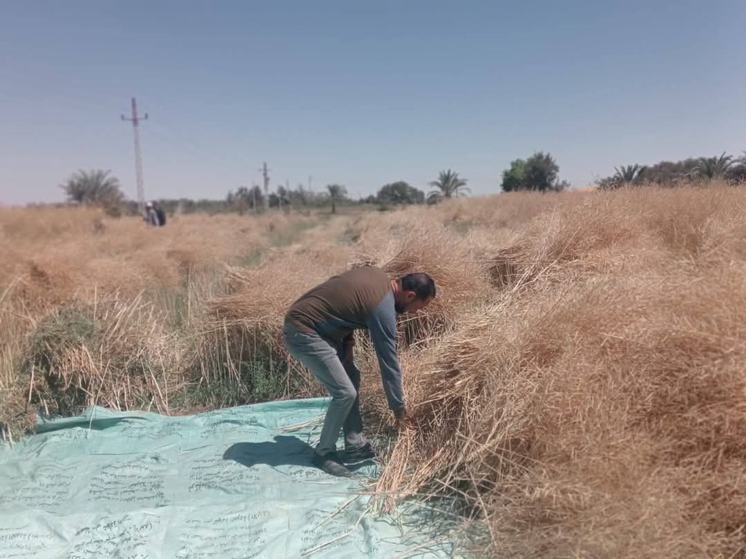 خطة للتوسع فى زراعة الكانولا خطة للتوسع فى زراعة الكانولا
