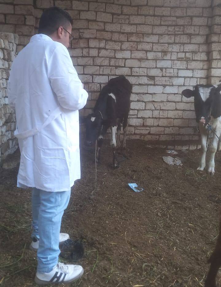 فحص وتحصين الماشية ضد الحمى القلاعية والوادى المتصدع بالأقصر فحص وتحصين الماشية ضد الحمى القلاعية والوادى المتصدع بالأقصر