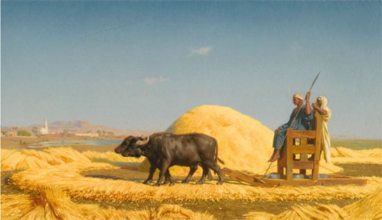 الحصاد الحصاد