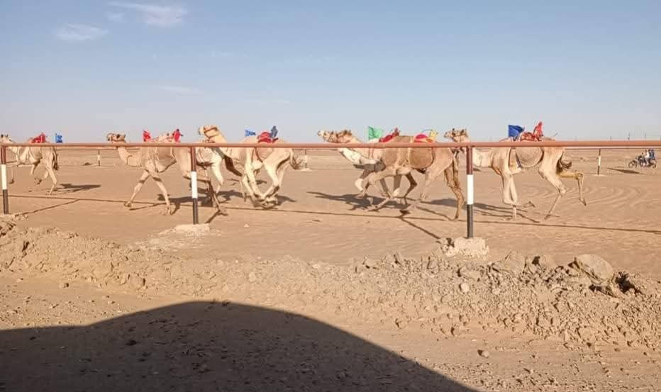فعاليات احدى سباقات الهجن بالوادي الجديد فعاليات احدى سباقات الهجن بالوادي الجديد
