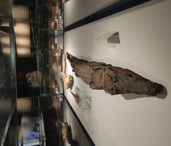 تمساح تم تحنيطه فى العصور القديمة بالمتحف