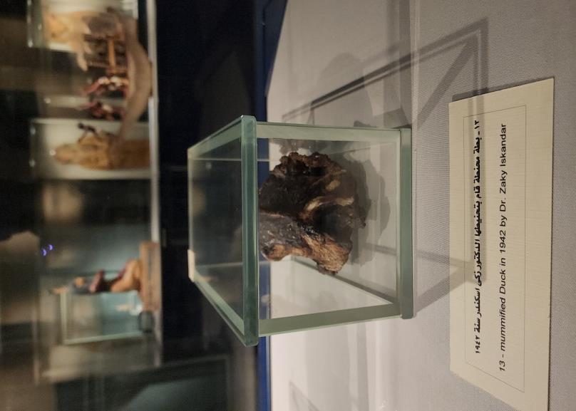 نموذج لتحنيط بطة بأيدي مصرية حديثاً فى المتحف