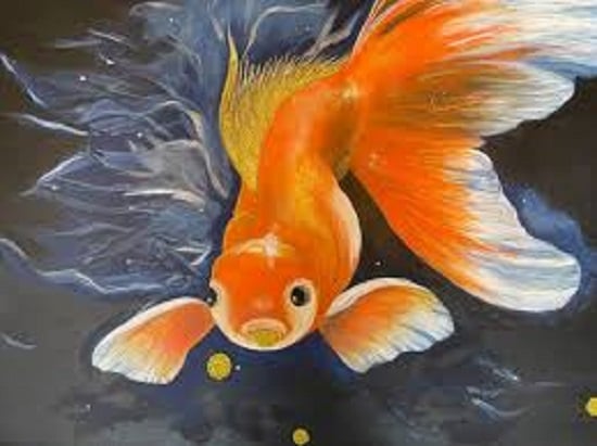 السمكة الذهبية