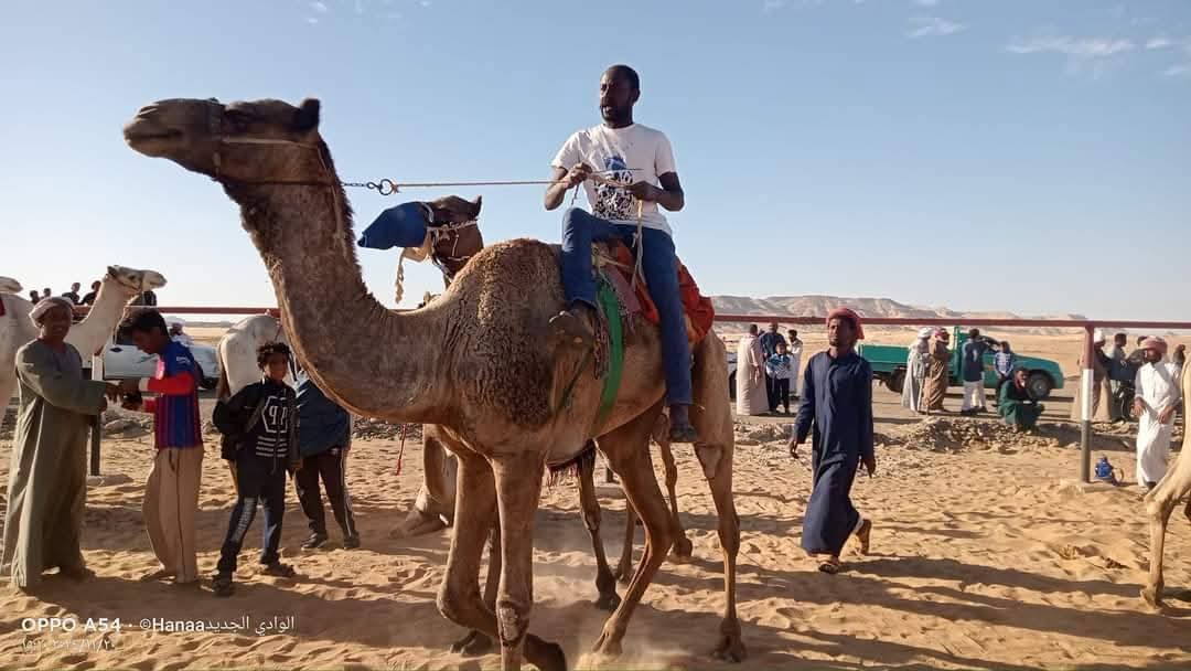 هجن الوادي الجديد تنافس على مراكز دولية هجن الوادي الجديد تنافس على مراكز دولية
