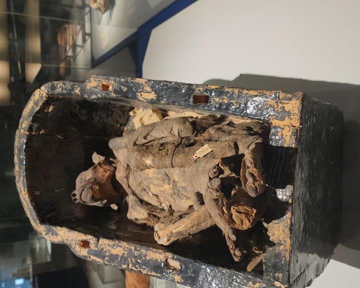 قرد تم تحنيطه بالعصور الفرعونية فى المتحف