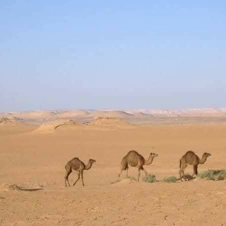تربية الإبل بالفرافرة تربية الإبل بالفرافرة