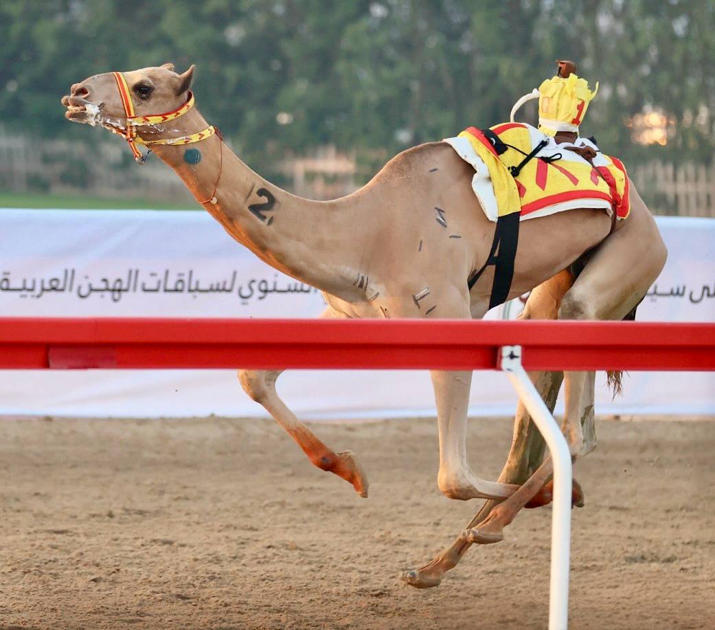 من لهجن الفائزة