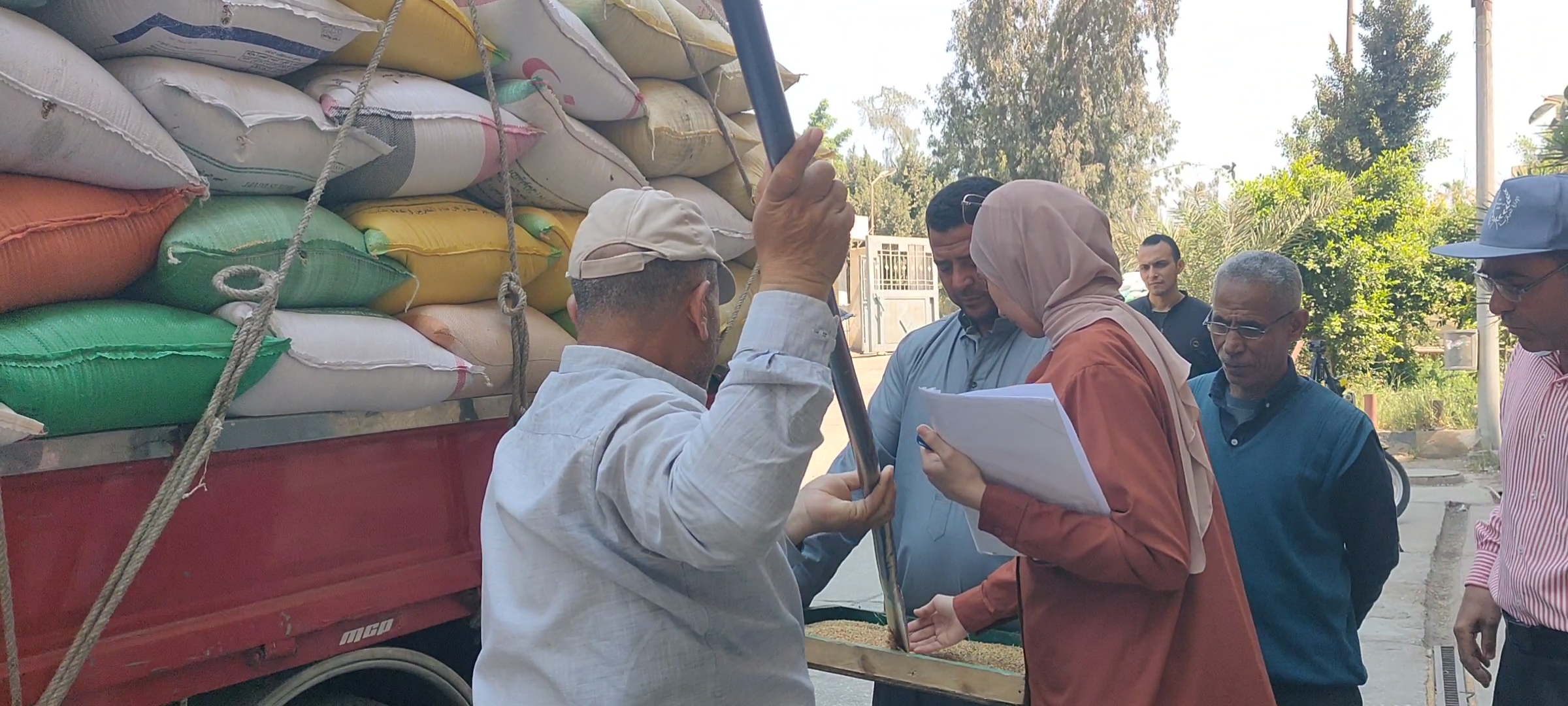 لجنة فحص القمح لجنة فحص القمح