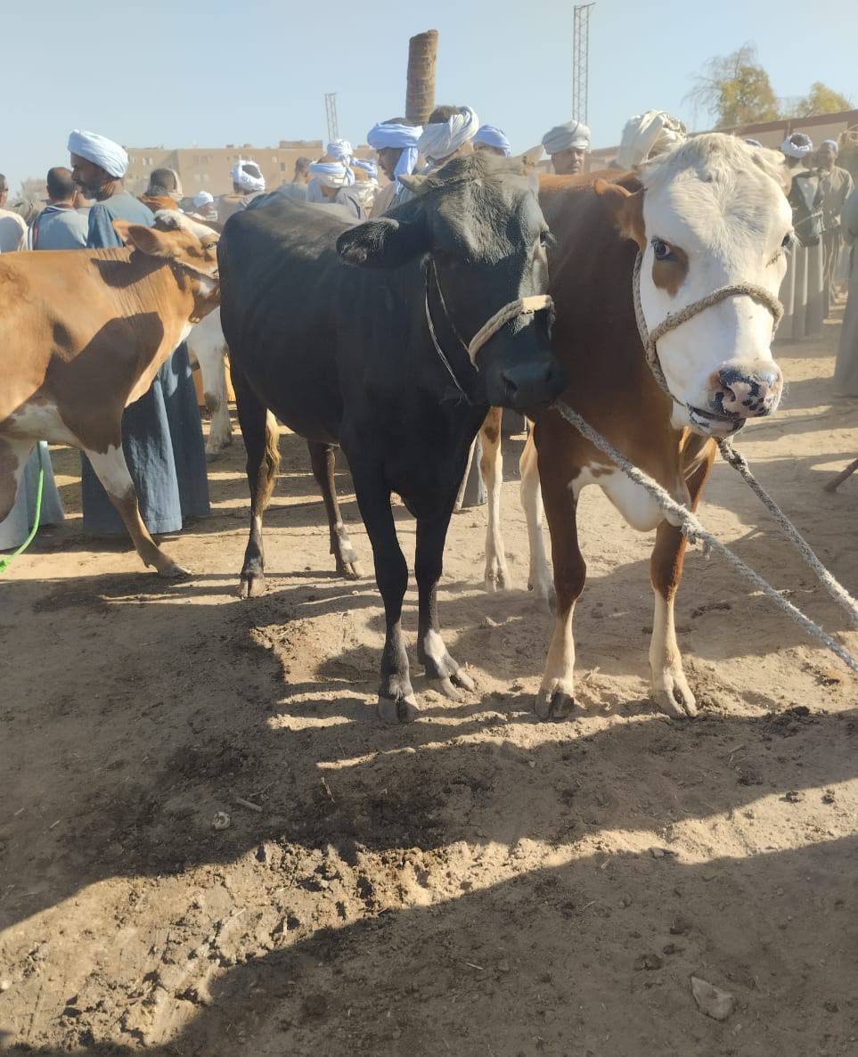 متابعة المواشي فى الأسواق الأسبوعية قبل العيد