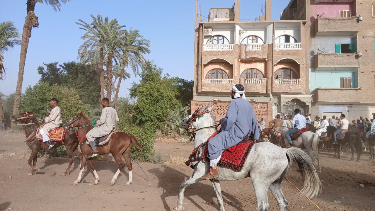 مشاركة الخيالة بقنا مشاركة الخيالة بقنا