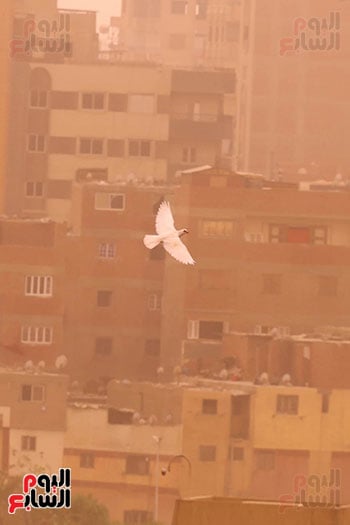 ارتفاع نشاط الرياح في بعض مناطق القاهرة ارتفاع نشاط الرياح في بعض مناطق القاهرة
