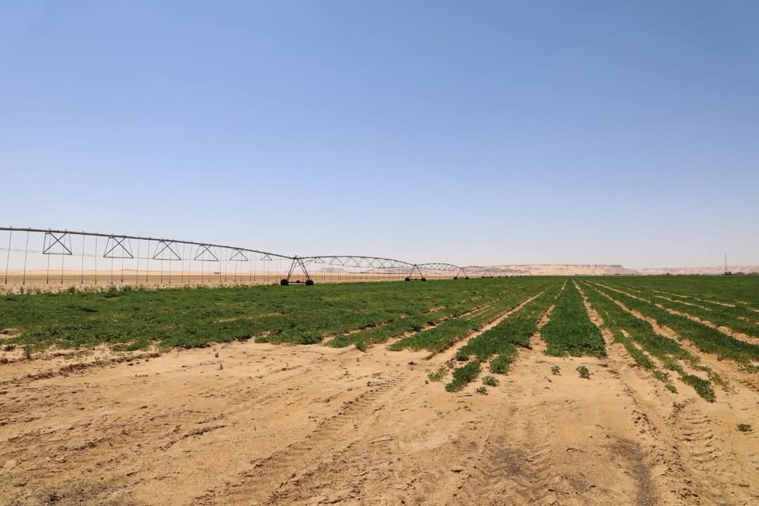 مزارع النباتات الطبية والعطرية بالفرافرة مزارع النباتات الطبية والعطرية بالفرافرة