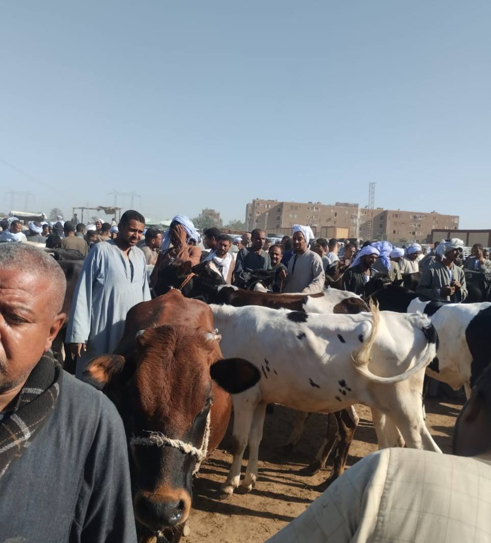 بيطرى الأقصر تطلق حملات مكثفة على أسواق الماشية الأسبوعية