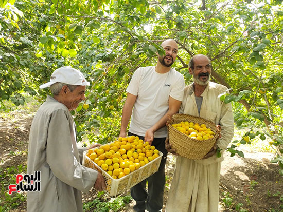 فرحة-الحصاد_3 فرحة-الحصاد_3