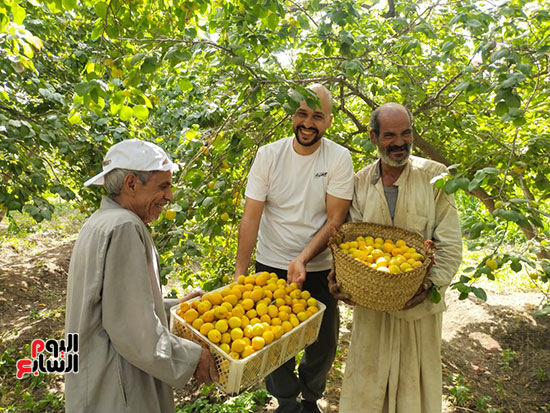 فرحة-الحصاد-بالمزارع فرحة-الحصاد-بالمزارع