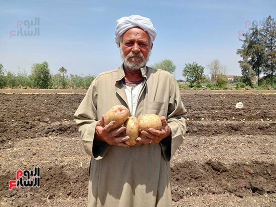 من-كبار-مزراعى-البطاطس من-كبار-مزراعى-البطاطس