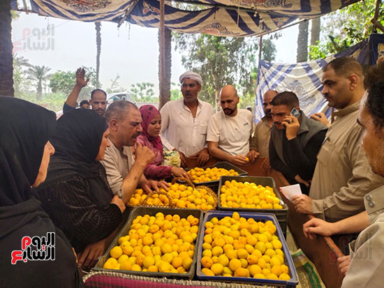 أثناء-مزاد-المشمش أثناء-مزاد-المشمش