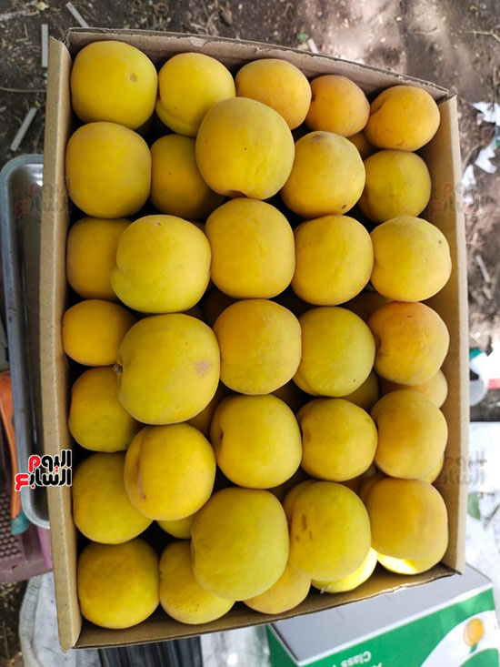 ثمار-المشمش_1 ثمار-المشمش_1