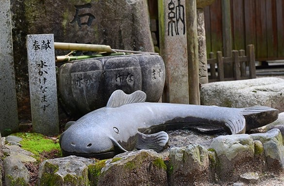 سمكة السلور