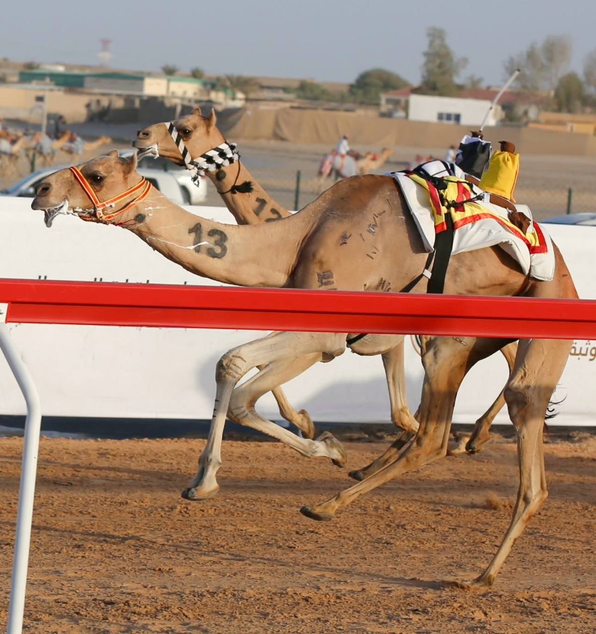 سباق الهجن بميدان الوثبة بالامارات