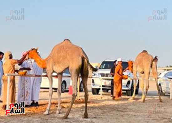 الدهان-للزعفران-صغير