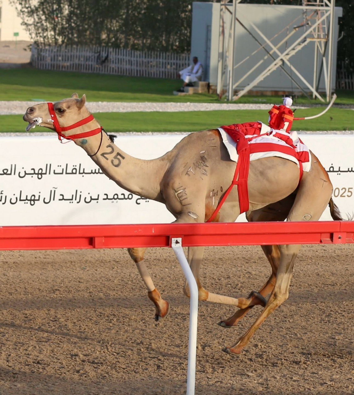 الشعارات علي ظهر جمل متسابق