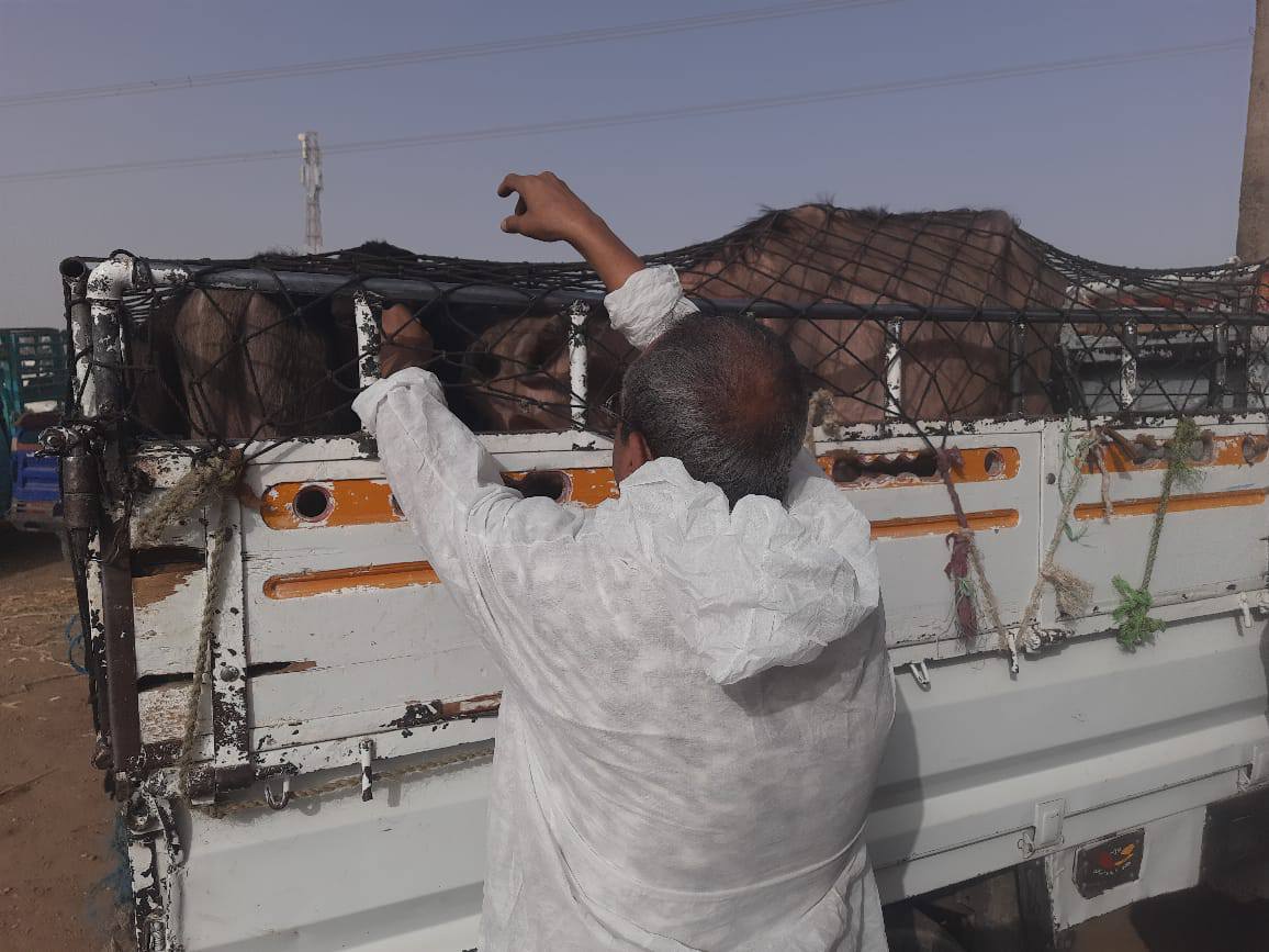 فحص العجول والأبقار في الأسواق قبل عيد الأضحى فحص العجول والأبقار في الأسواق قبل عيد الأضحى