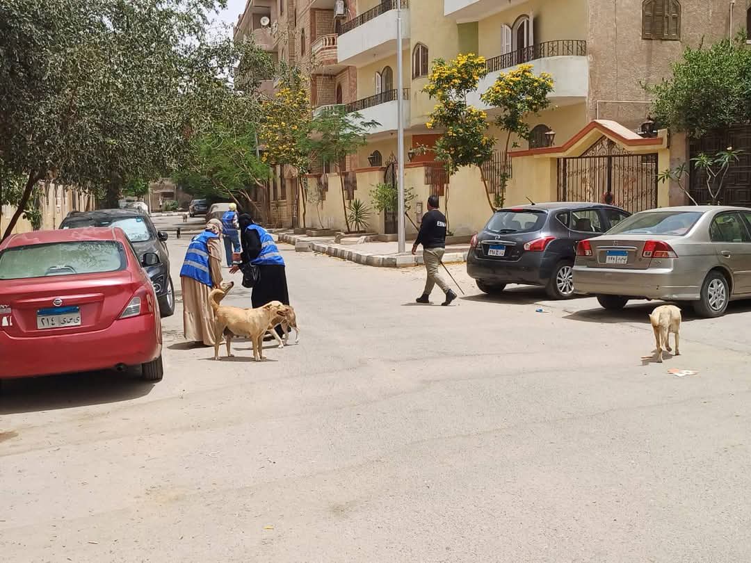 خلال تطعيم الكلاب الضالة خلال تطعيم الكلاب الضالة