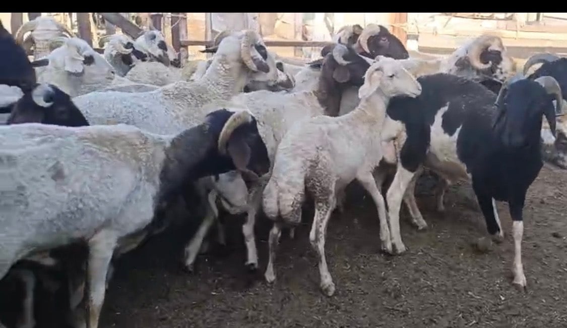 اضاحى الغربية اضاحى الغربية