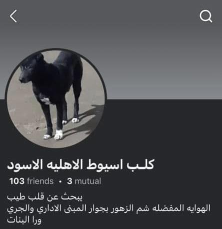 كلب أسيوط الأهلية