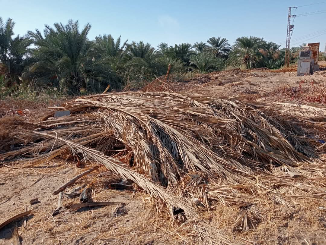 مخلفات النخيل أكبر مشكلة يعانى منها المزارعين مخلفات النخيل أكبر مشكلة يعانى منها المزارعين