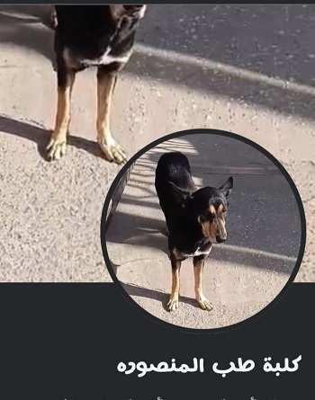 كلبة طب المنصورة