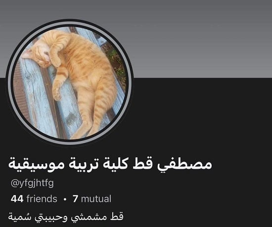 قط كلية تربية موسيقية حبيب سمية