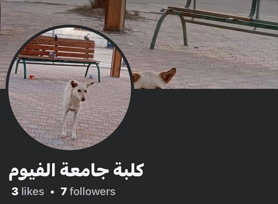 بروفايل كلبة جامعة الفيوم بروفايل كلبة جامعة الفيوم