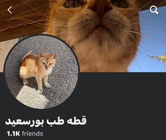 بروفايل قطة بورسعيد بروفايل قطة بورسعيد