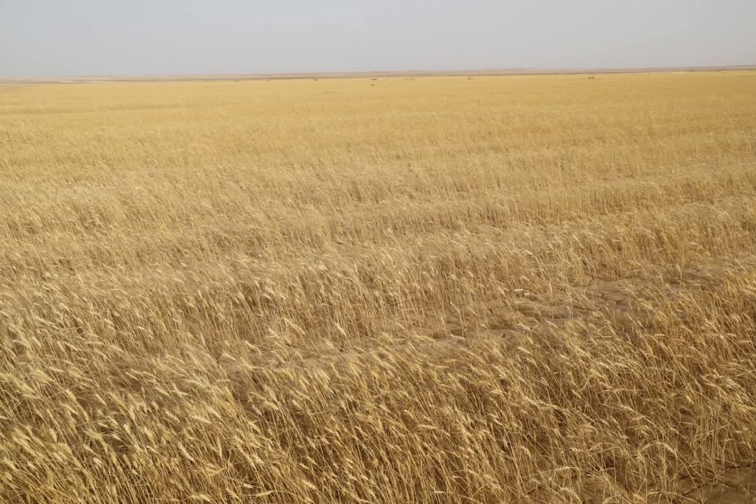 حصاد القمح فى منطقة مفيض باريس حصاد القمح فى منطقة مفيض باريس