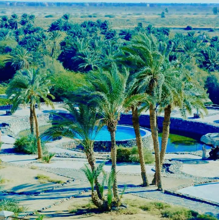 اشجار النخيل تحيط بحمام موسى