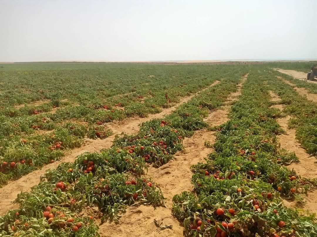 مزارع الطماطم بمفيض باريس مزارع الطماطم بمفيض باريس