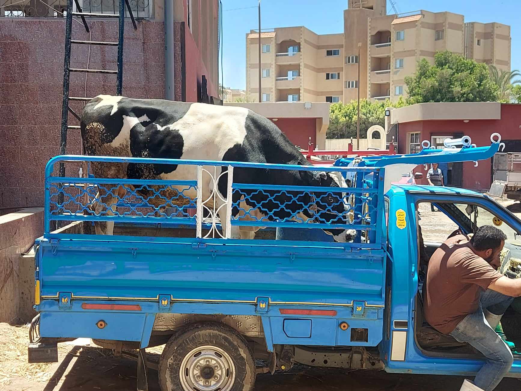 لجنة لاستقبال الاضاحى للذبح لجنة لاستقبال الاضاحى للذبح