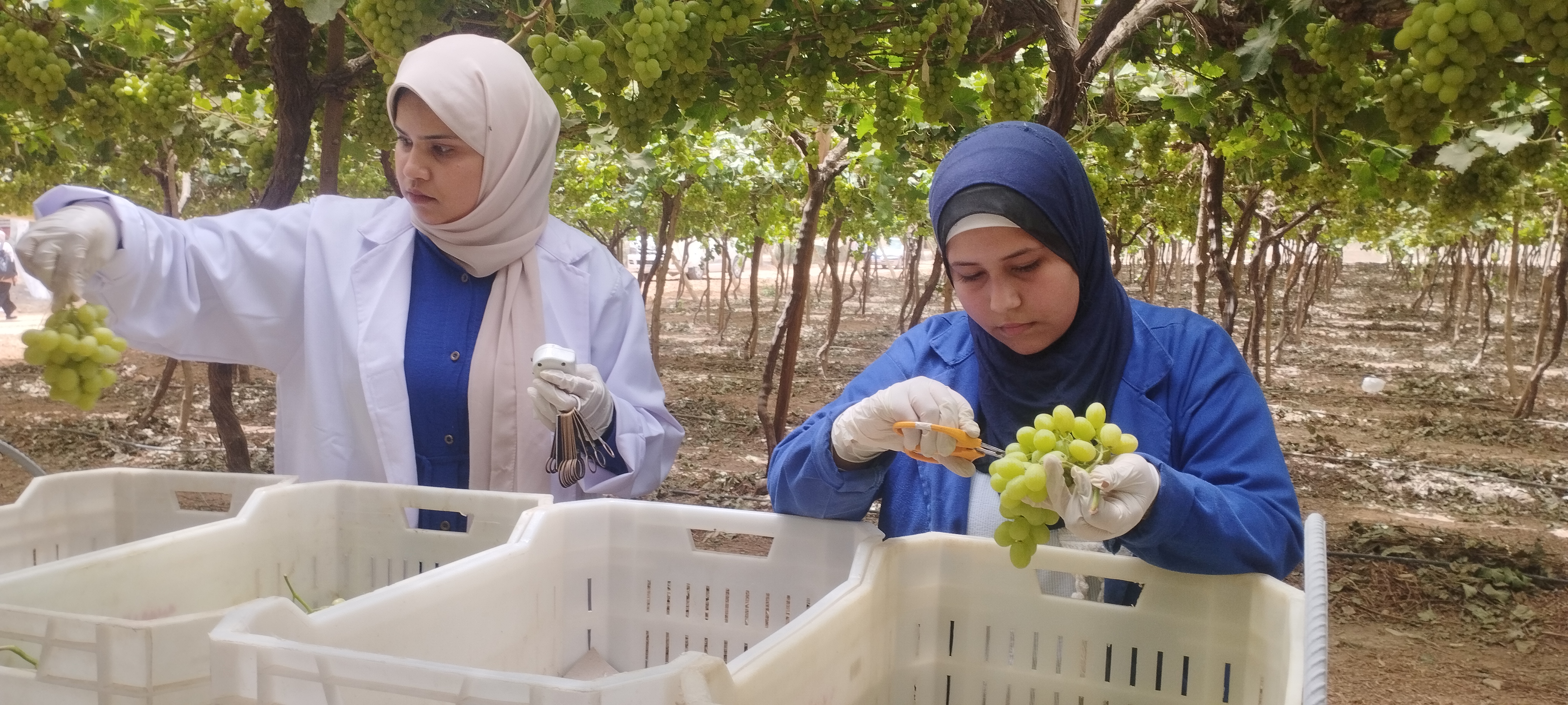 اثناء تجهيز العنب 
