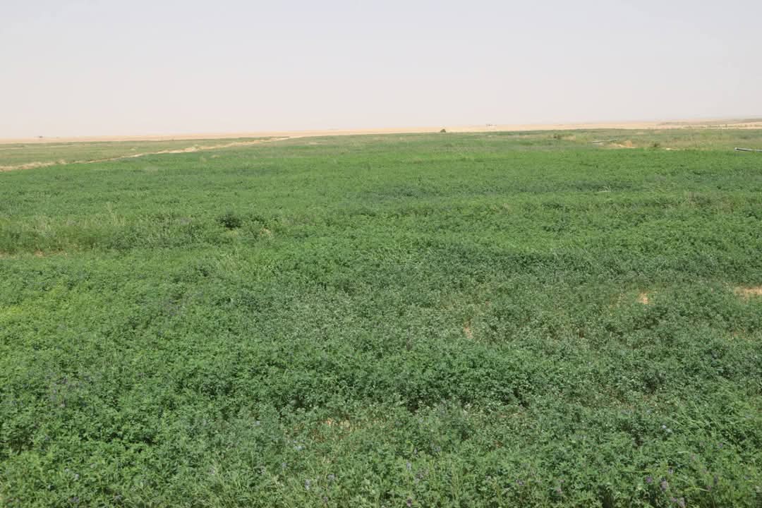 زراعة النباتات الطبية والعطرية بالمفيض زراعة النباتات الطبية والعطرية بالمفيض
