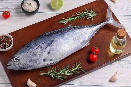 سمكة التونة سمكة التونة