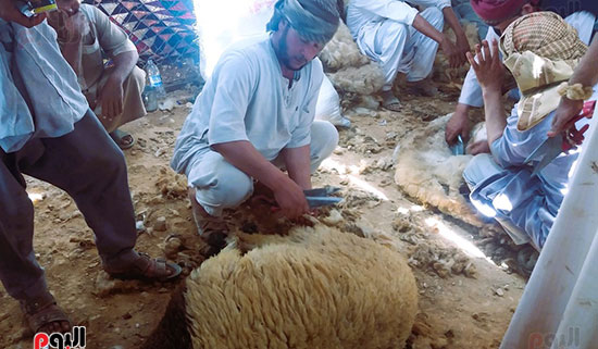جز-صوف-الاغنام--الجلامه--مطروح جز-صوف-الاغنام--الجلامه--مطروح